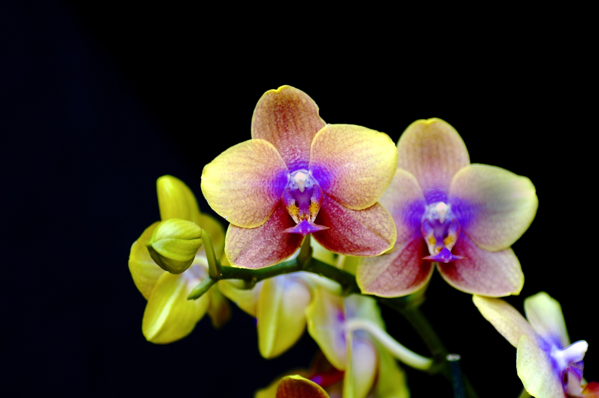 a thousand and one orchids exhibition at the jardin des plantes