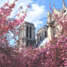 Photo Notre Dame - Printemps à Paris